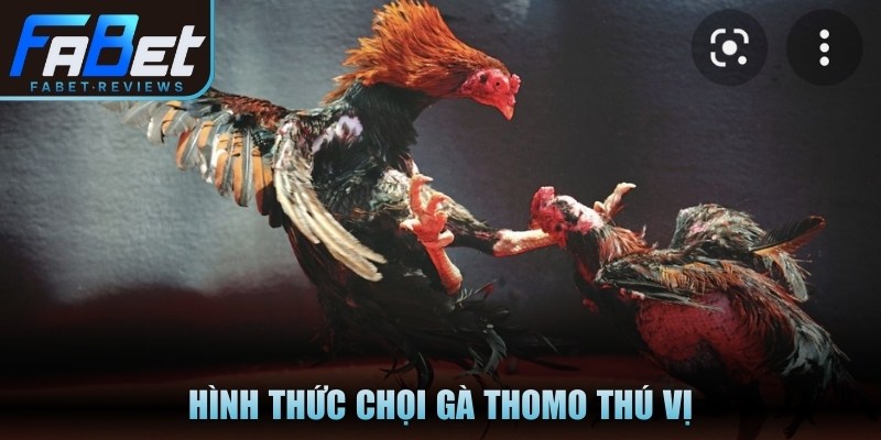 Hình thức chọi gà Thomo thú vị