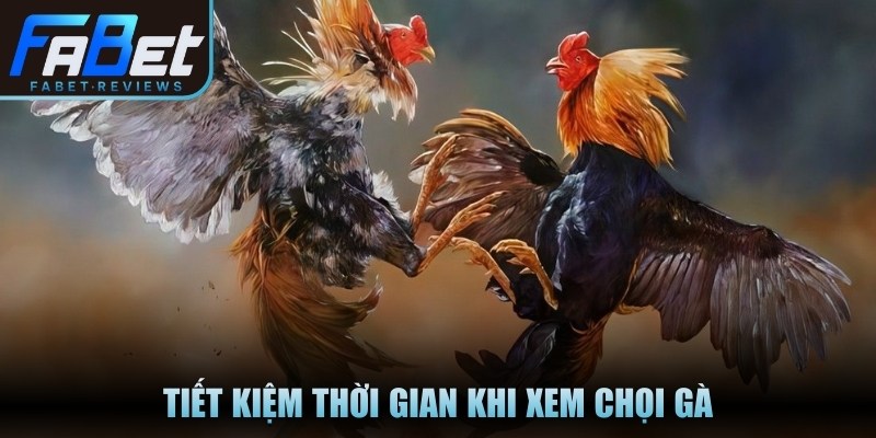 Tiết kiệm thời gian khi xem chọi gà