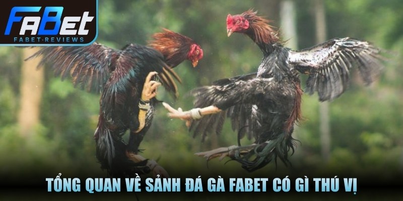 Tổng quan về sảnh đá gà Fabet có gì thú vị 