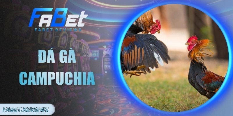 Đá Gà Campuchia Và Sức Hút Những Trận Chiến Đỉnh Cao