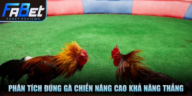 Phân tích đúng gà chiến giúp bạn nâng cao khả năng thắng