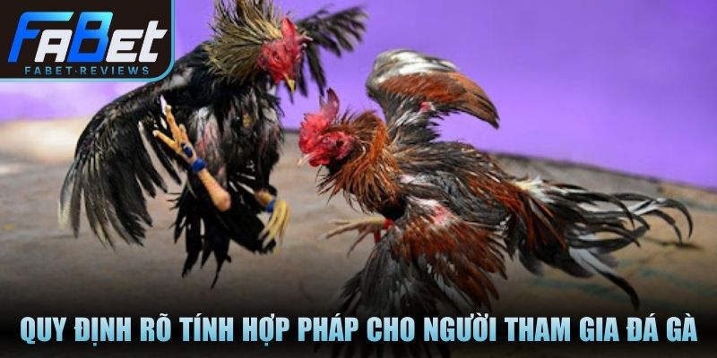 Quy định rõ ràng đảm bảo tính hợp pháp cho người tham gia đá gà