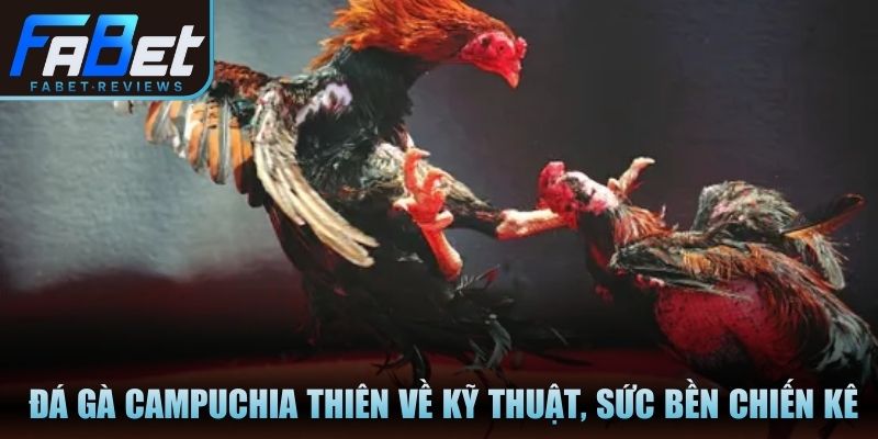 Trận chiến đá gà Campuchia thiên về kỹ thuật, sức bền chiến kê