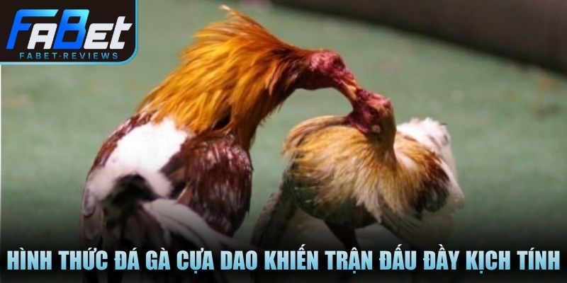 Hình thức đá gà cựa dao khiến trận đấu đầy kịch tính