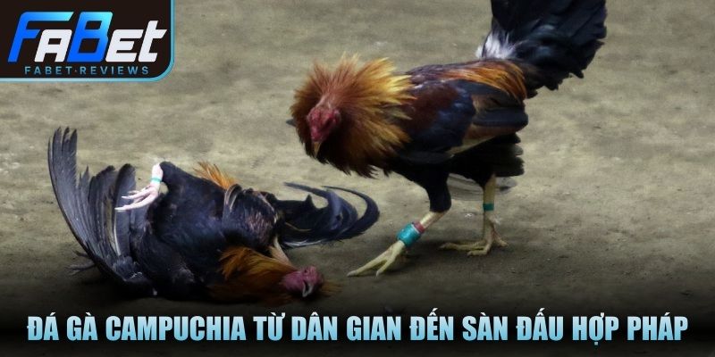 Đá gà Campuchia từ dân gian đến sàn đấu hợp pháp hiện đại