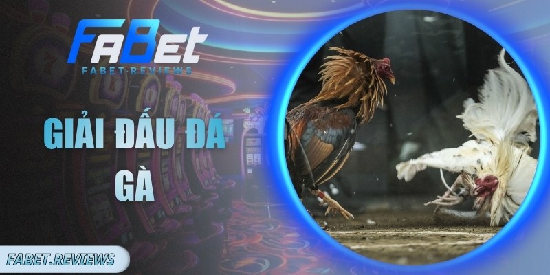 Giải Đấu Đá Gà – Tổ Chức Bài Bản Và Luật Thi Minh Bạch