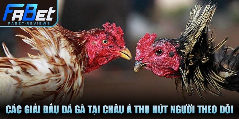 Các giải đấu đá gà lớn tại châu Á thu hút người theo dõi