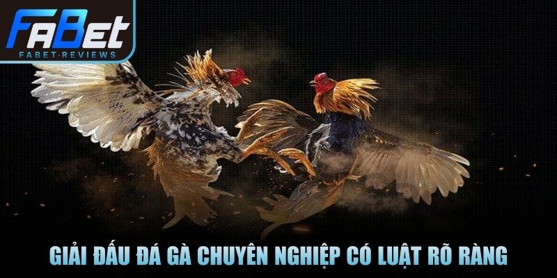 Giải đấu đá gà chuyên nghiệp có luật rõ ràng