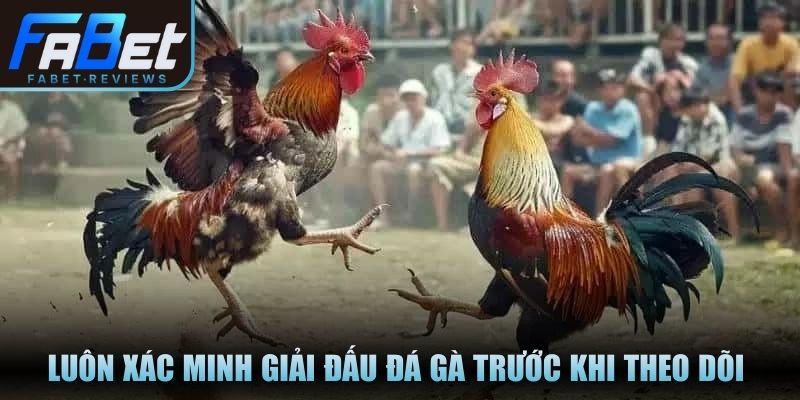 Luôn xác minh giải đấu đá gà trước khi theo dõi hoặc đặt niềm tin