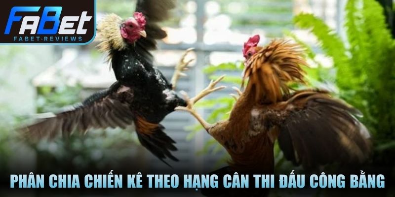 Phân chia chiến kê theo hạng cân thi đấu công bằng