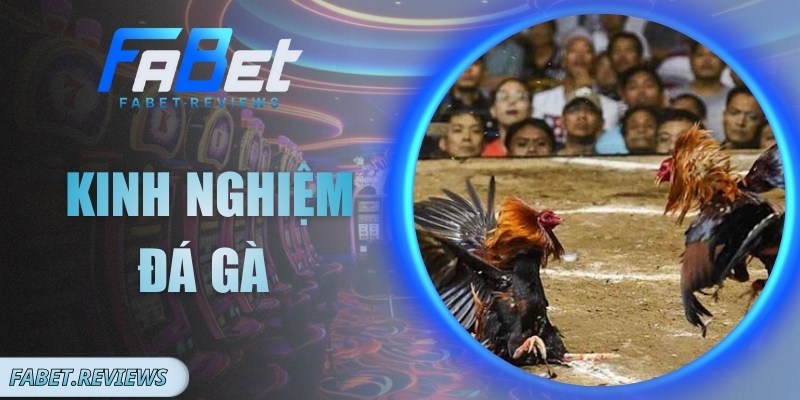 Kinh Nghiệm Đá Gà Thực Chiến Giúp Tăng Khả Năng Thắng