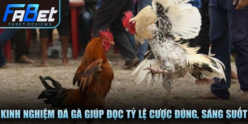 Kinh nghiệm đá gà giúp đọc tỷ lệ cược đúng, sáng suốt