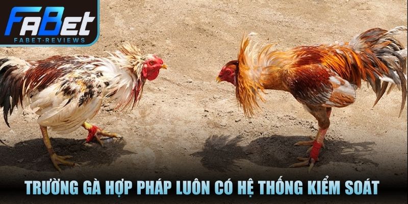 Trường gà hợp pháp luôn có hệ thống kiểm soát rõ ràng
