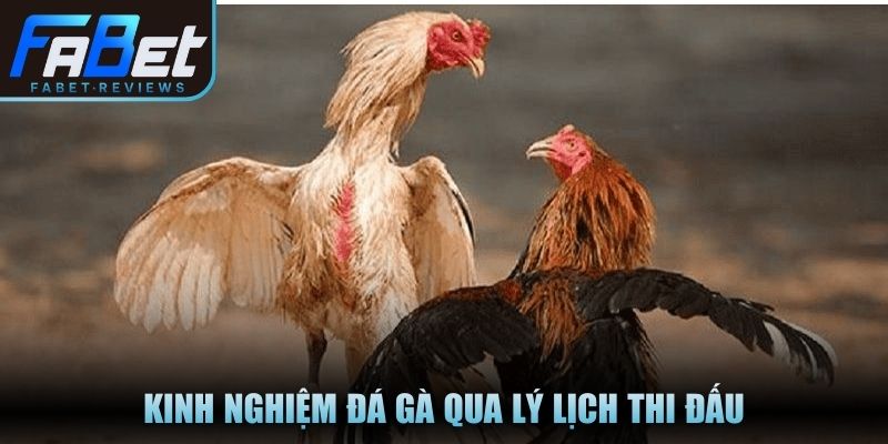 Kinh nghiệm đá gà qua lý lịch thi đấu